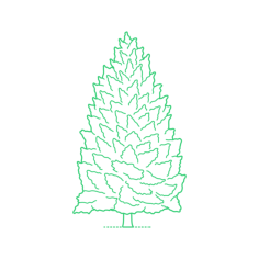 Plants Hemlocks Eastern Hemlock Outline Svg Vector, Free Vectors File